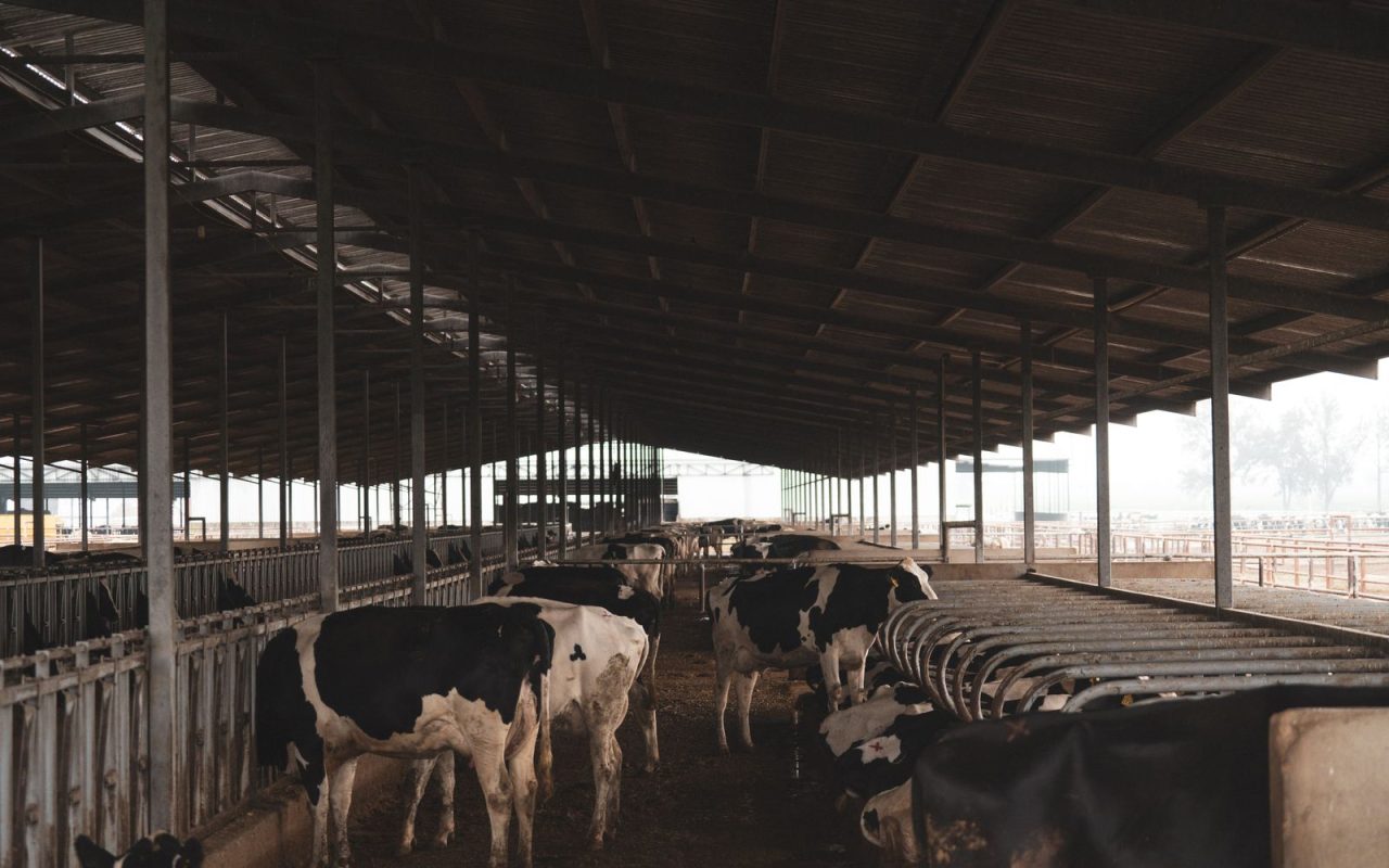 Holstein dairy cows inside a large barn